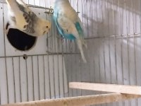 Rengarenk muhabbet kuşu türleri