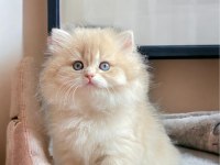 SOY AĞACI BELLİ LONGHAİR VE SHORTHAİR KEDİMİZ