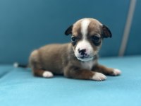 Pinscher şivava yavrular