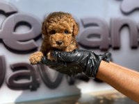 Toy poodle yavru köpekler