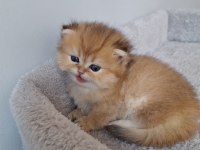 Ny11 dişi british longhair
