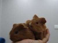 Guinea pigler
