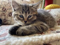 British silver shorthair ve british tabby black golden