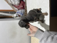 Minyatür pinscher şivava acil yuva aranıyor
