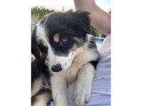ZEKA KÜPÜ BORDER COLLİE YAVRULARI