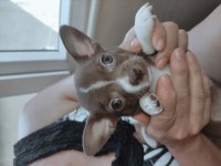 Sevimli chihuahua kardeşler