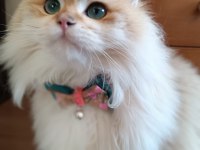 Erkek british longhair 14 aylık