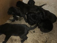 Cane corso detaylar için arayınız