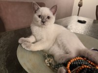 2 Beyaz British Shorthair Blue Poınt Yavru