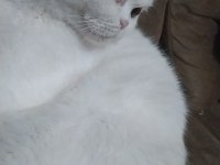 Scottish fold 2 yaşında dişi
