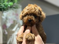 Efsane poodle yavrularımız hazır