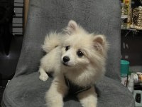 Pomeranian Spitz 5 Aylık Erkek