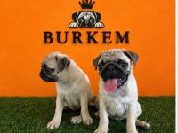 Burkemden A Kan Pug Yavruları