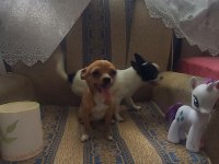 Teacup Mini Şivava Bebekler
