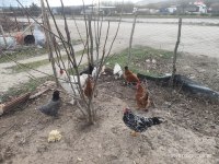KULUÇKALIK YUMURTA İLANIDIR