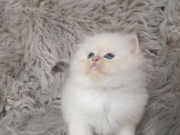 Show Kalite Silver British Longhair Yavruları