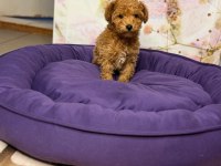 Poodle köpekler