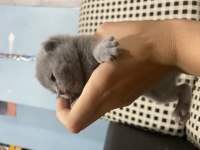 British shorthair 20 günlük