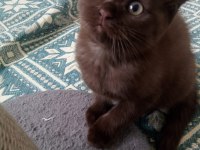 Chocolate point scottish fold
