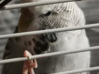 Acil 1 çift takım muhabbet kuşu