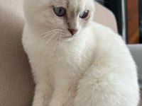 Scottish Fold Oğlumuzu Vermek Zorundayız.