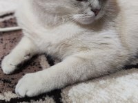 2 yaşında şecereli british shorthair kedimiz (Pars)