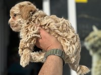 Ankaranın en güzel kore maltipoo yavruları