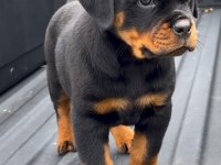 A Kalite Rottweiler Yavruları