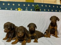 Doberman köpeklerimiz