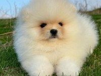 Pomeranian boo 3,5 aylık