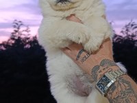 CHOW CHOW BEBEKLER