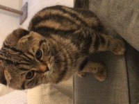 Scottish fold