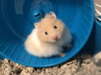 HAMSTER-GONZALES YAVRULARIMIZ HERYERE GÖNDERİM