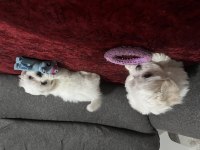 Kore Maltese Yavruları