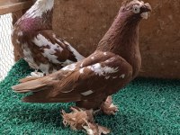 Özbek taklacı güvercini (Çini renkleri)