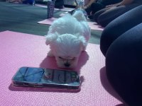 Kore morkie bebeklerim 1 kg