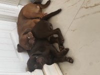 Petit brabanson 4,5 ay çok güzel