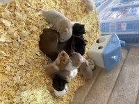 Suriye (Syrian) Hamster