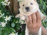 Ayıcık Chow Chow Köpekler