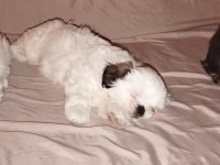 Safkan Dişi Shih Tzu 2 Aylık