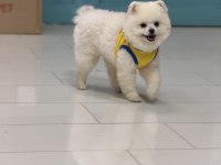 Teddy bear 9 aylık pomeranian