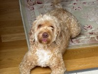 Maltipoo Viski