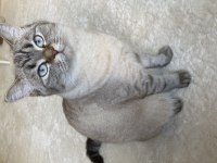 1 yaşında british blue point ücretsiz