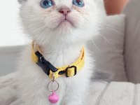 DÜNYA TATLISI Scottish Fold