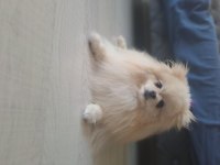 2 Yaşında Orjinal Pomeranian Boo Ayıcık