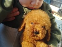 YENİ EV ARKADAŞINIZ POODLE