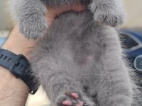 Scottish fold kedimiz için ulaşın