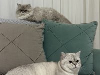KEDİMİZ BİHTER VE BEHLÜL YENİ YUVALARINI ARIYOR