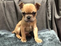 Fawn french bulldog yavrumuz