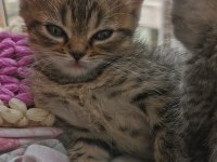 Merhaba anne british baba chinchilla yavruları var
